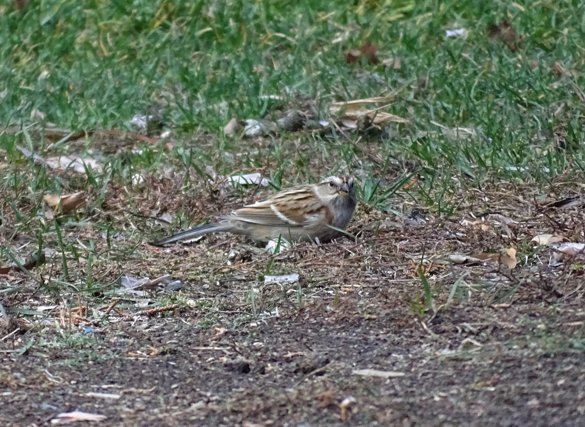 American Tree Sparrow - ML397454901