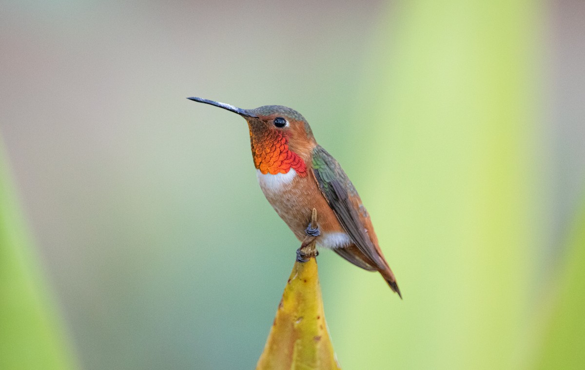 Allen's Hummingbird - ML397455211