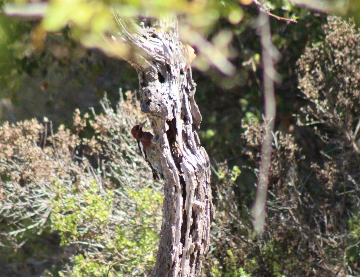 Red-breasted Sapsucker - ML39745541