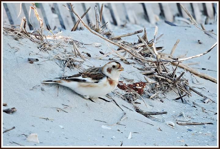 Snow Bunting - Donna Ortuso