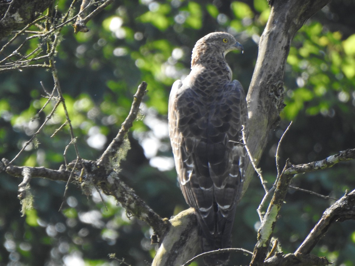 Oriental Honey-buzzard - Sreedevi A