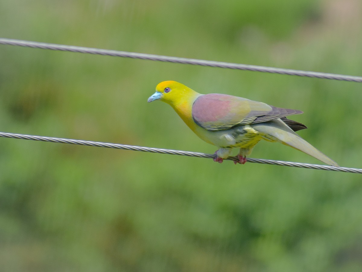 Wedge-tailed Green-Pigeon - ML397456981