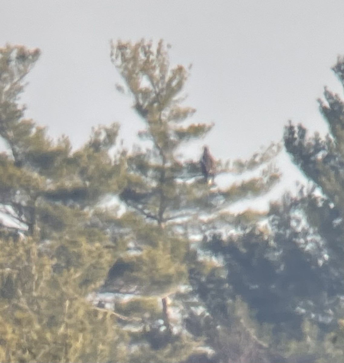 Steller's Sea-Eagle - ML397457051