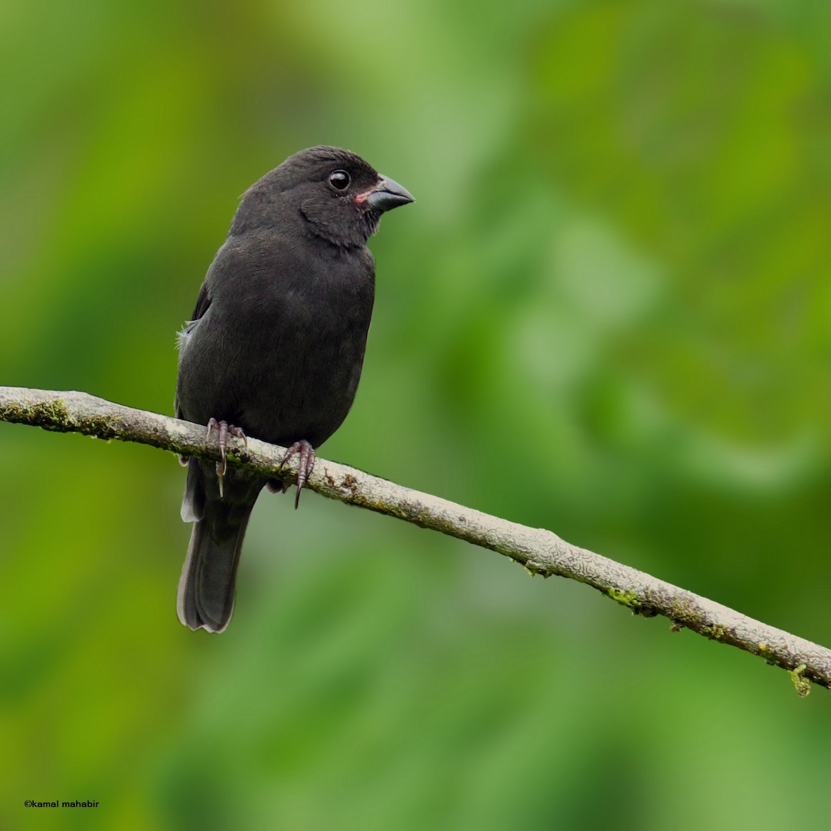 Sooty Grassquit - Kamal Mahabir