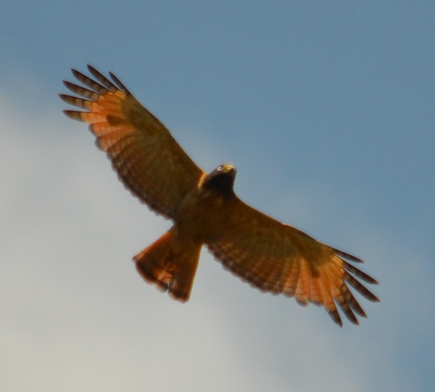 Roadside Hawk - ML397460911