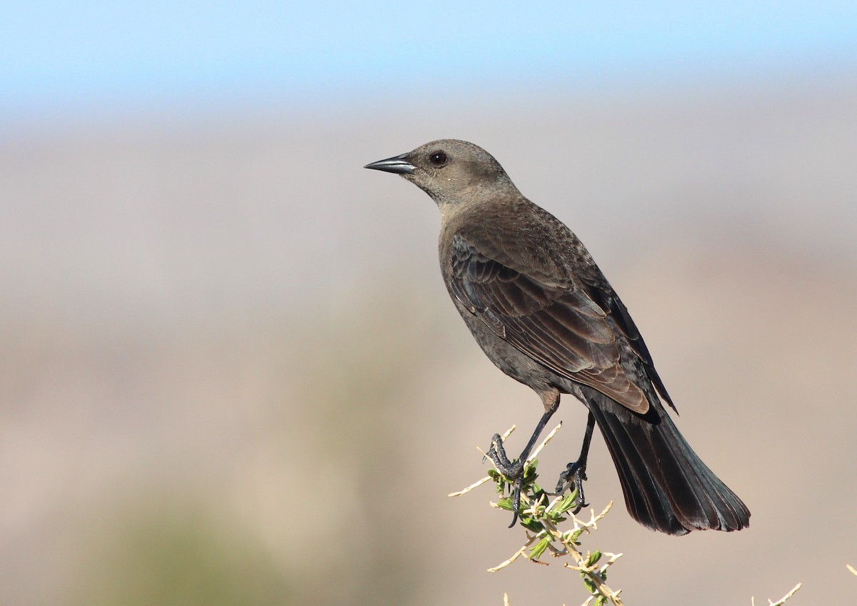 Brewer's Blackbird - Shawn Billerman