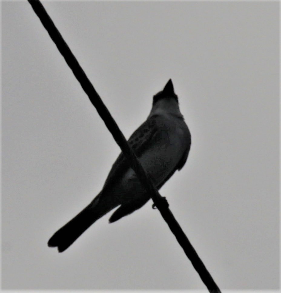 Gray Kingbird - ML397463521