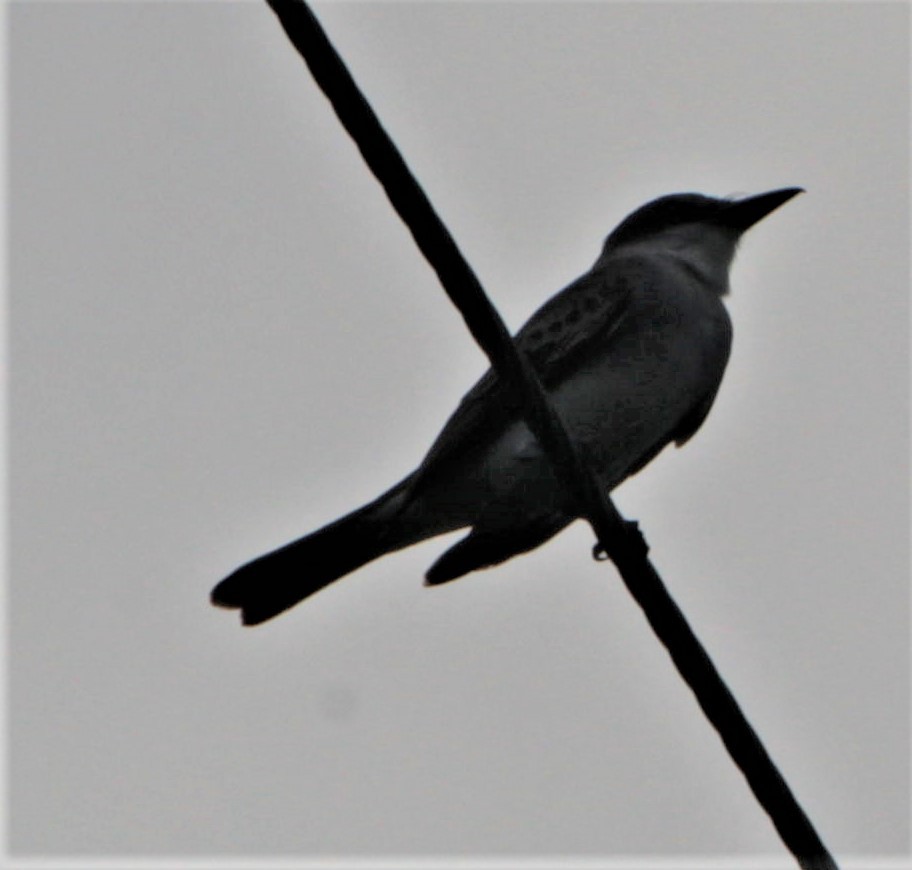 Gray Kingbird - ML397463531