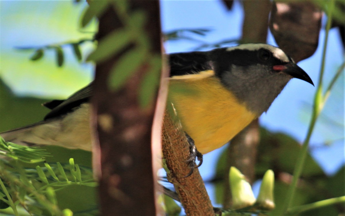 Bananaquit - Jenny Rogers