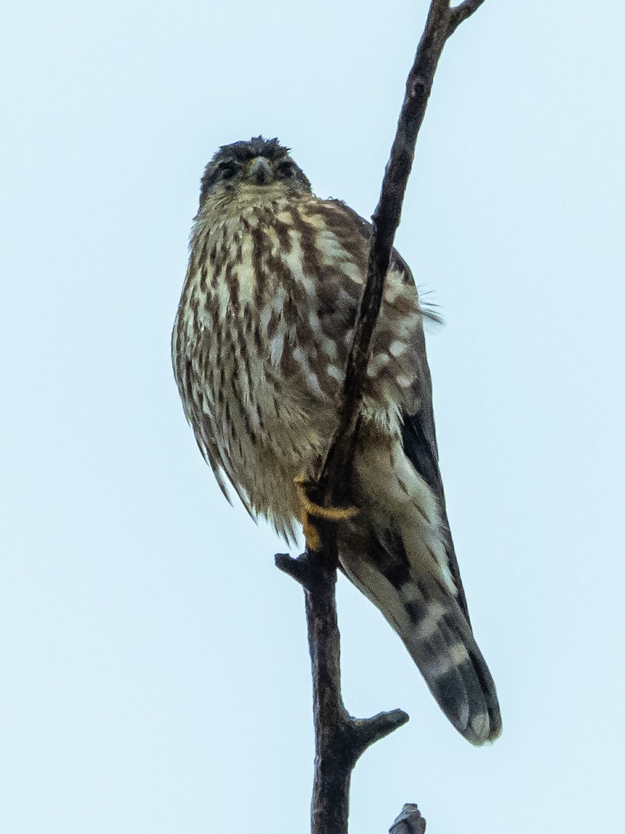 Merlin - ML397464221