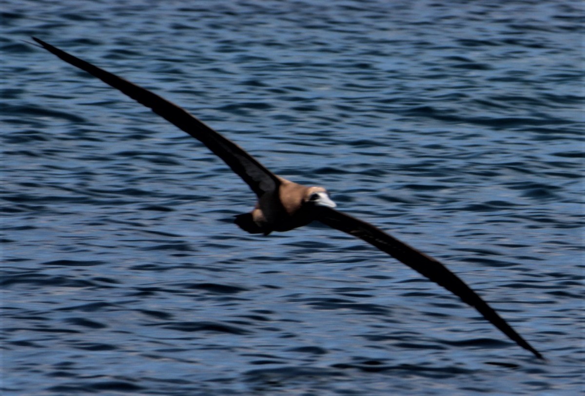 Brown Booby - ML397465311