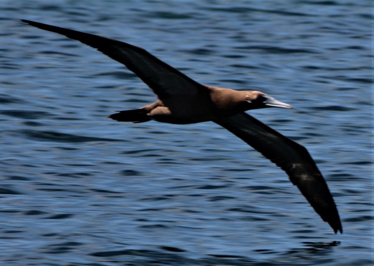 Brown Booby - Jenny Rogers