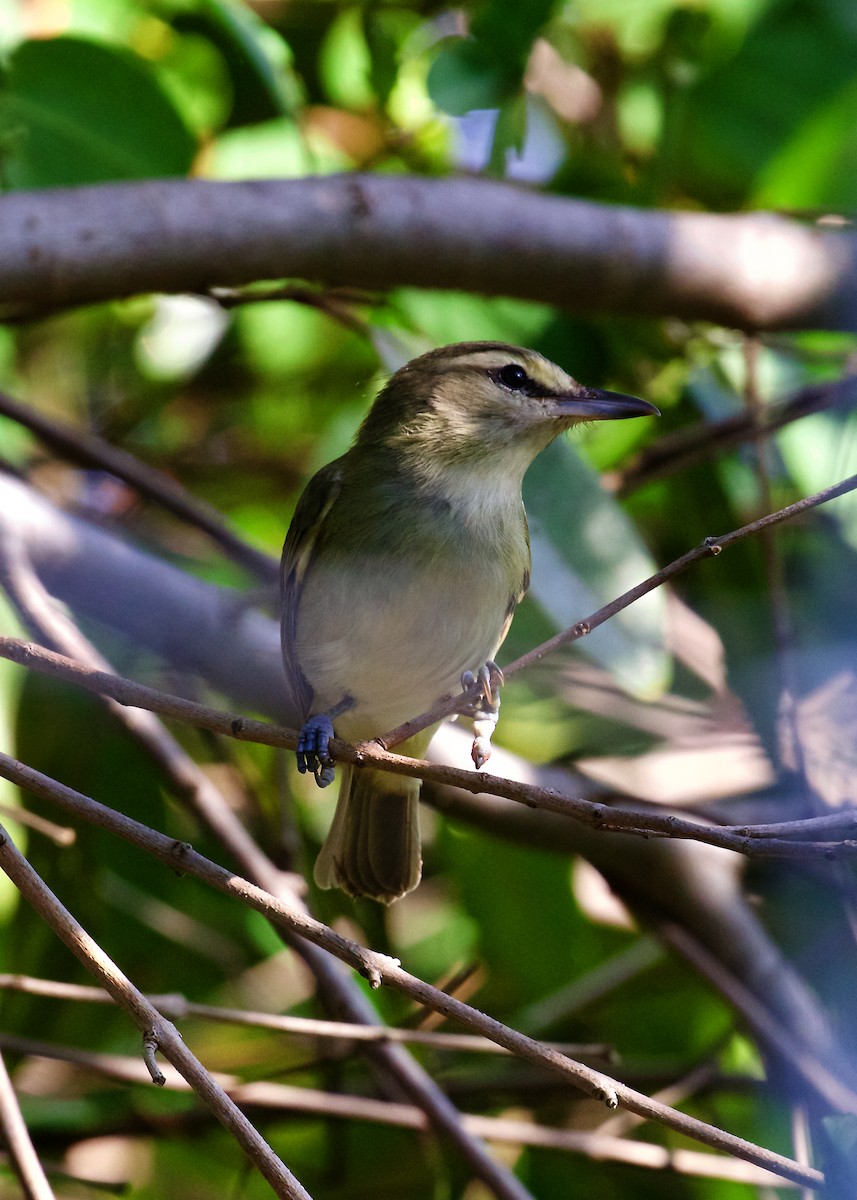 Yucatan Vireo - Peder Svingen