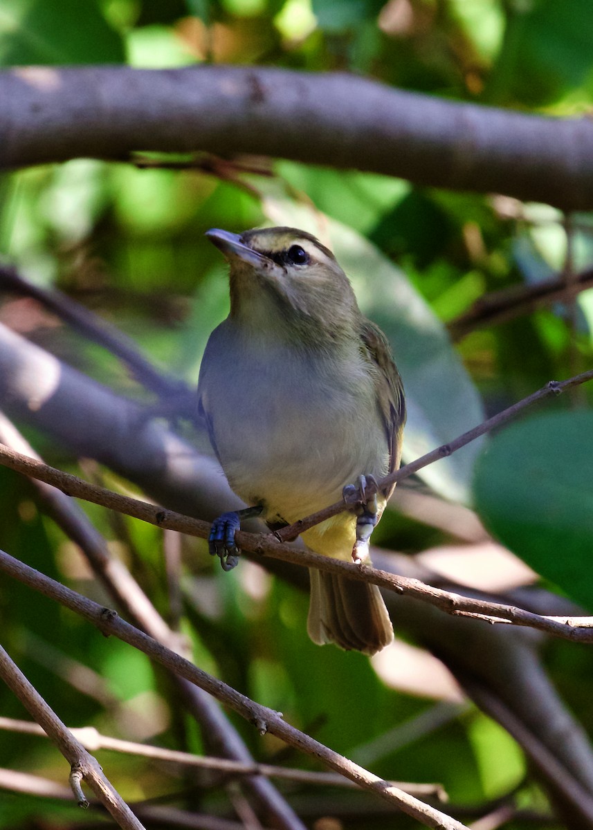 Yucatan Vireo - ML397465511