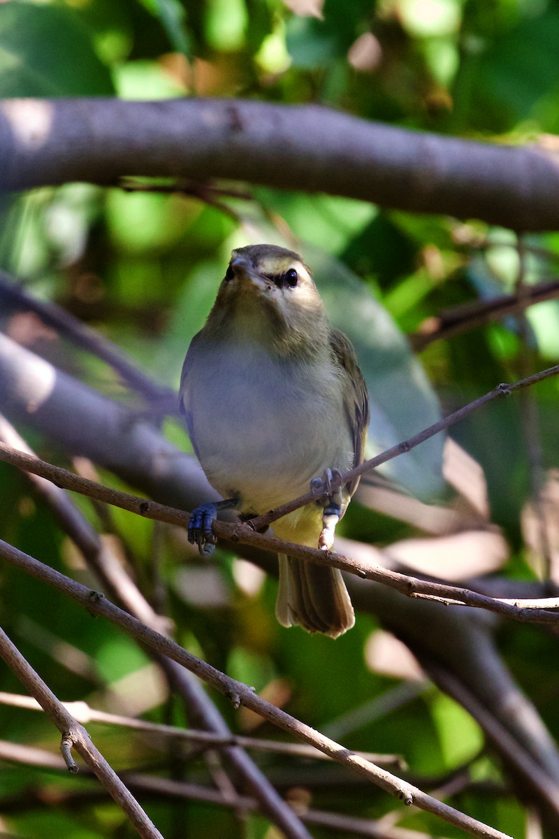 Yucatan Vireo - ML397465521