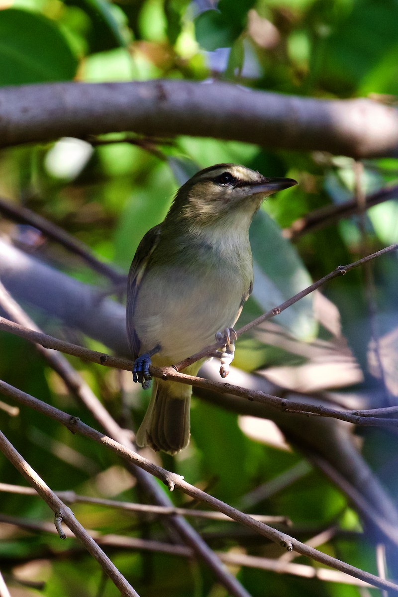 Yucatan Vireo - ML397465531