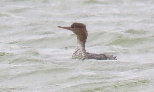 Red-breasted Merganser - Yi-Cheng Chen