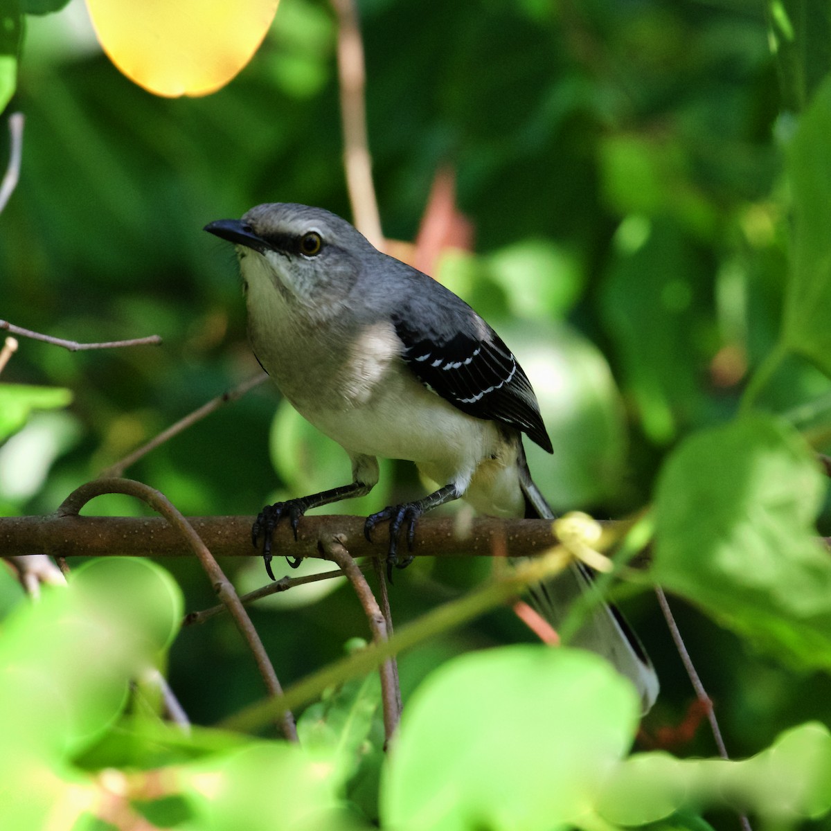 Tropical Mockingbird - ML397466031