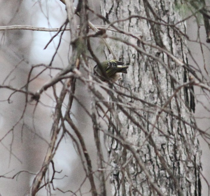 Golden-crowned Kinglet - Deapesh M