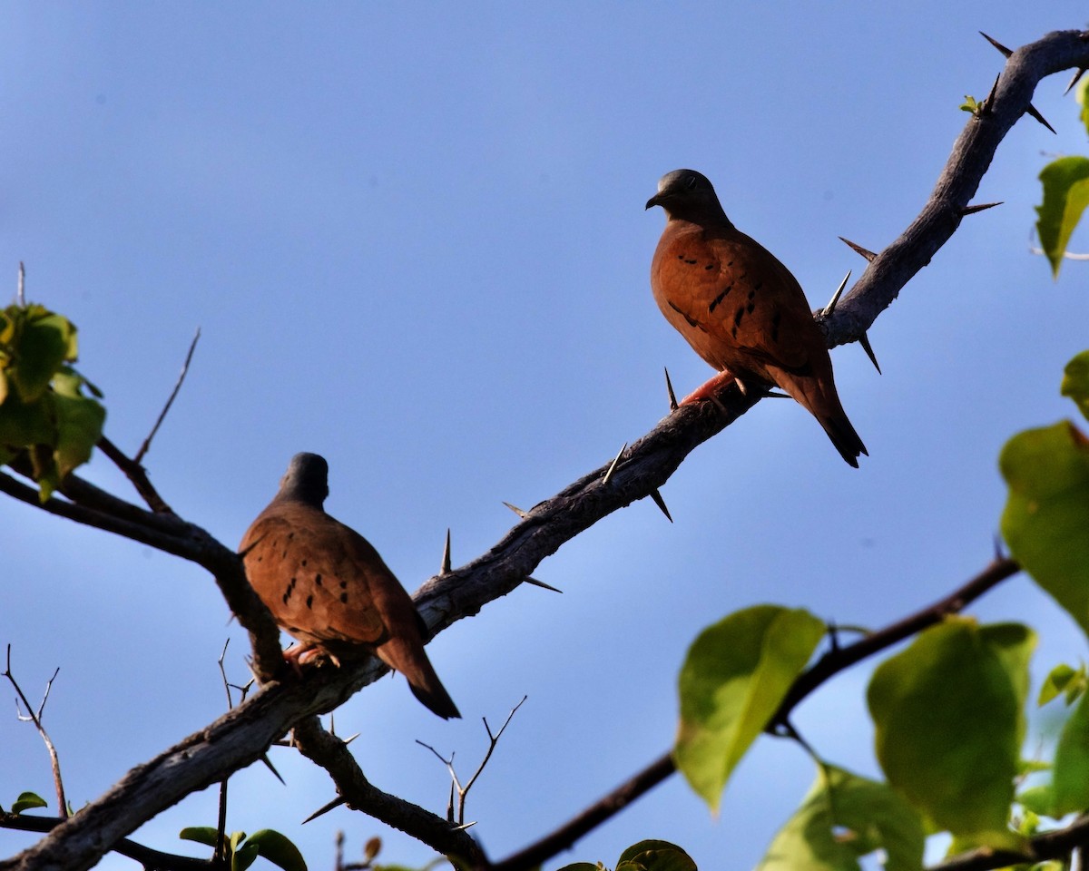 Ruddy Ground Dove - ML397467201