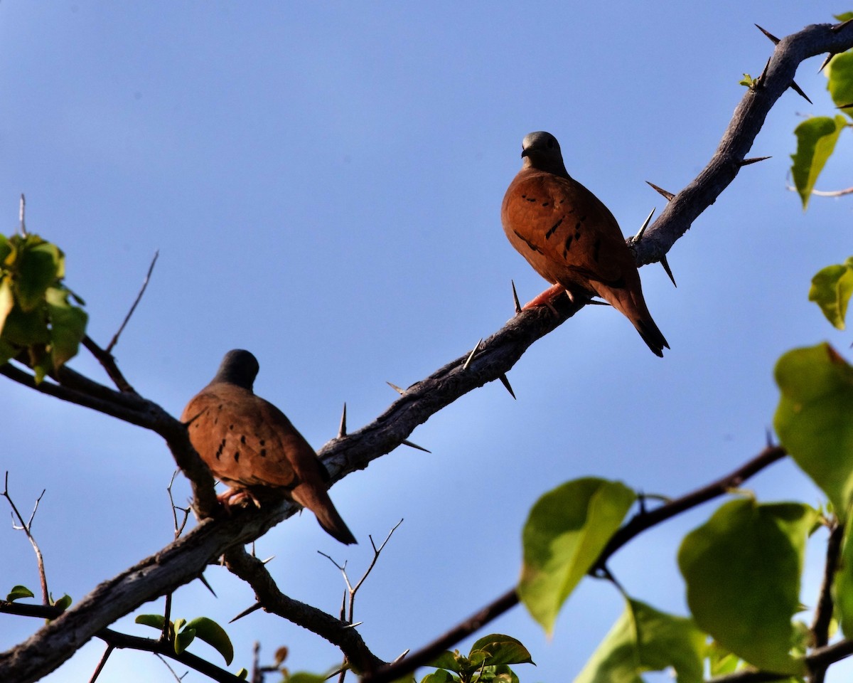 Ruddy Ground Dove - ML397467211