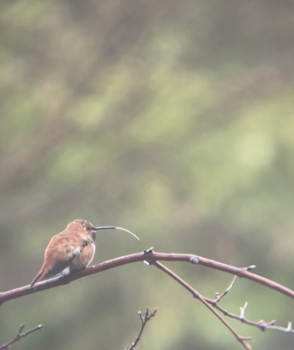 Rufous Hummingbird - ML397468101