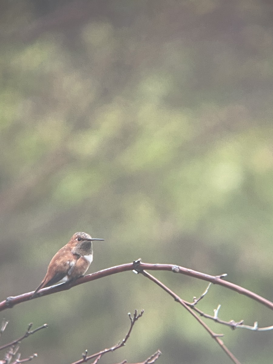 Rufous Hummingbird - ML397468151