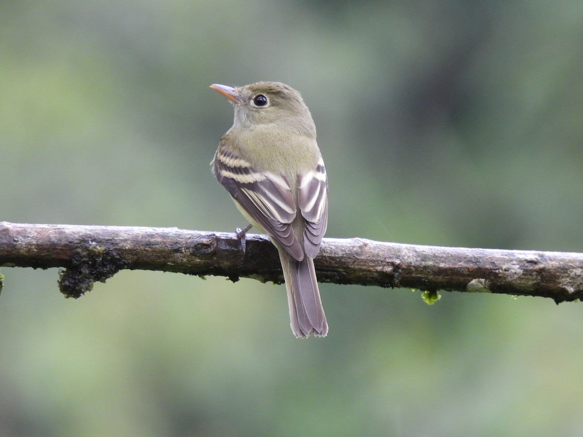 Acadian Flycatcher - Jorge Alcalá