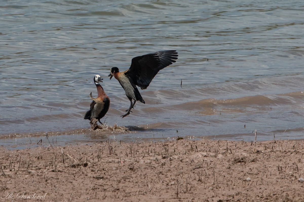 White-faced Whistling-Duck - Alejandro Sandoval