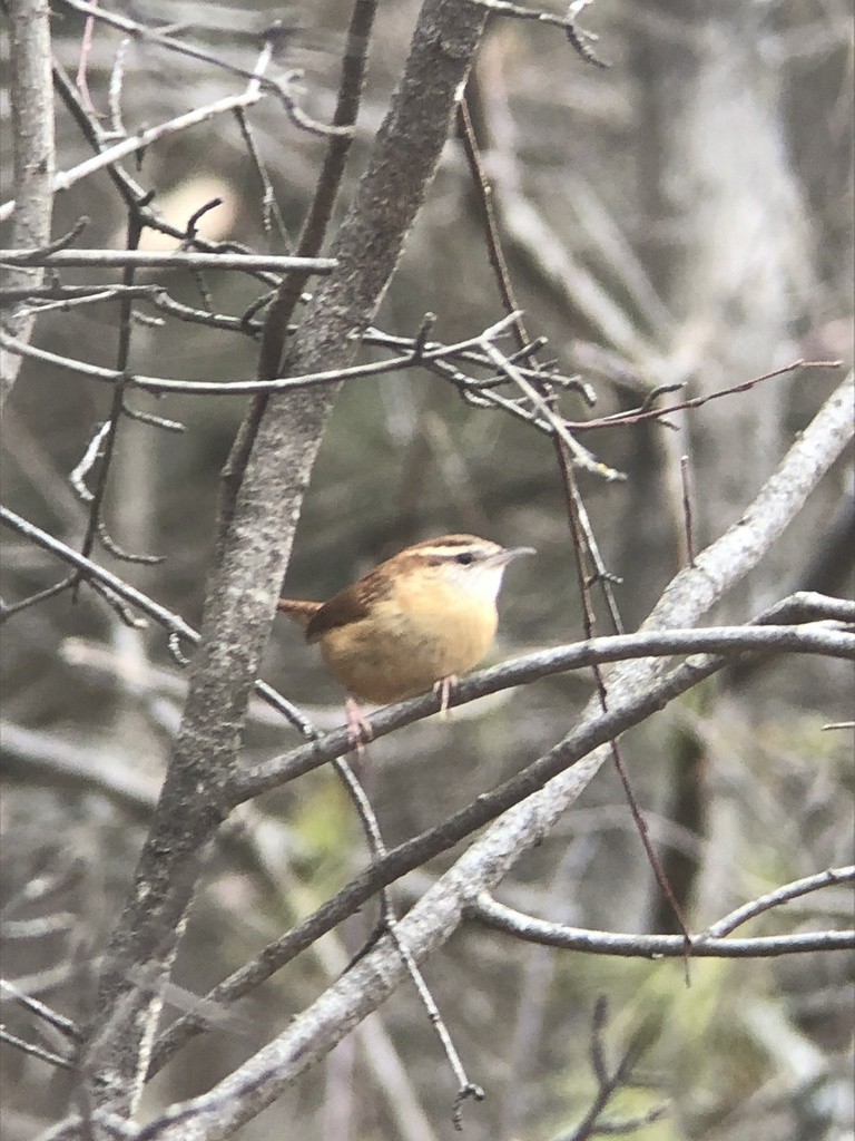 Carolina Wren - ML397468981