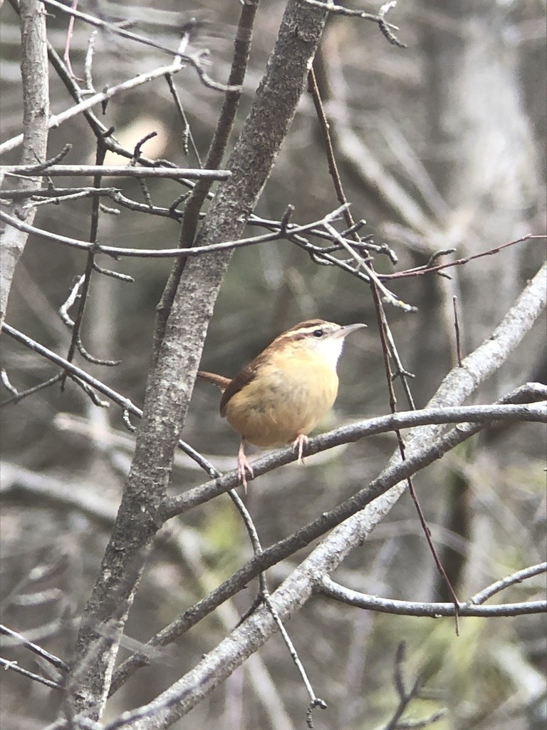 Carolina Wren - ML397469031