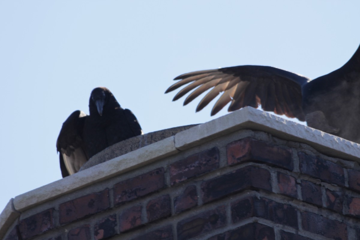 Black Vulture - ML397469801