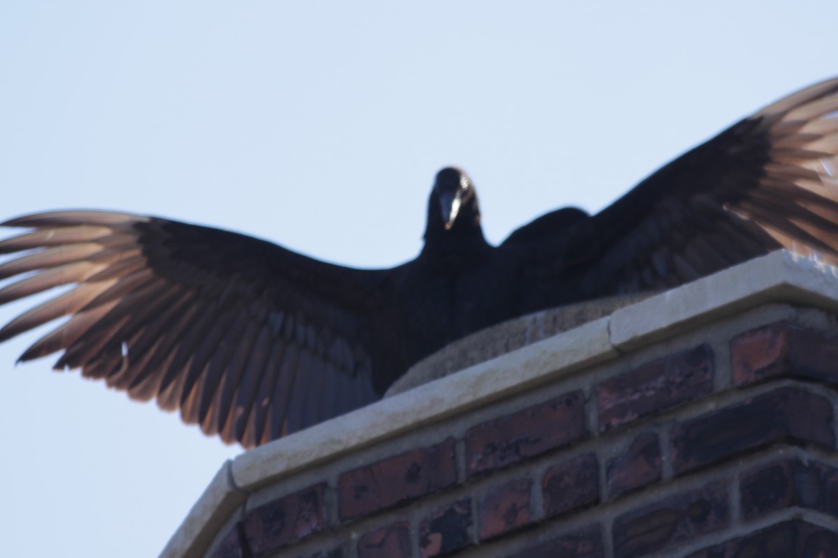 Black Vulture - ML397469821