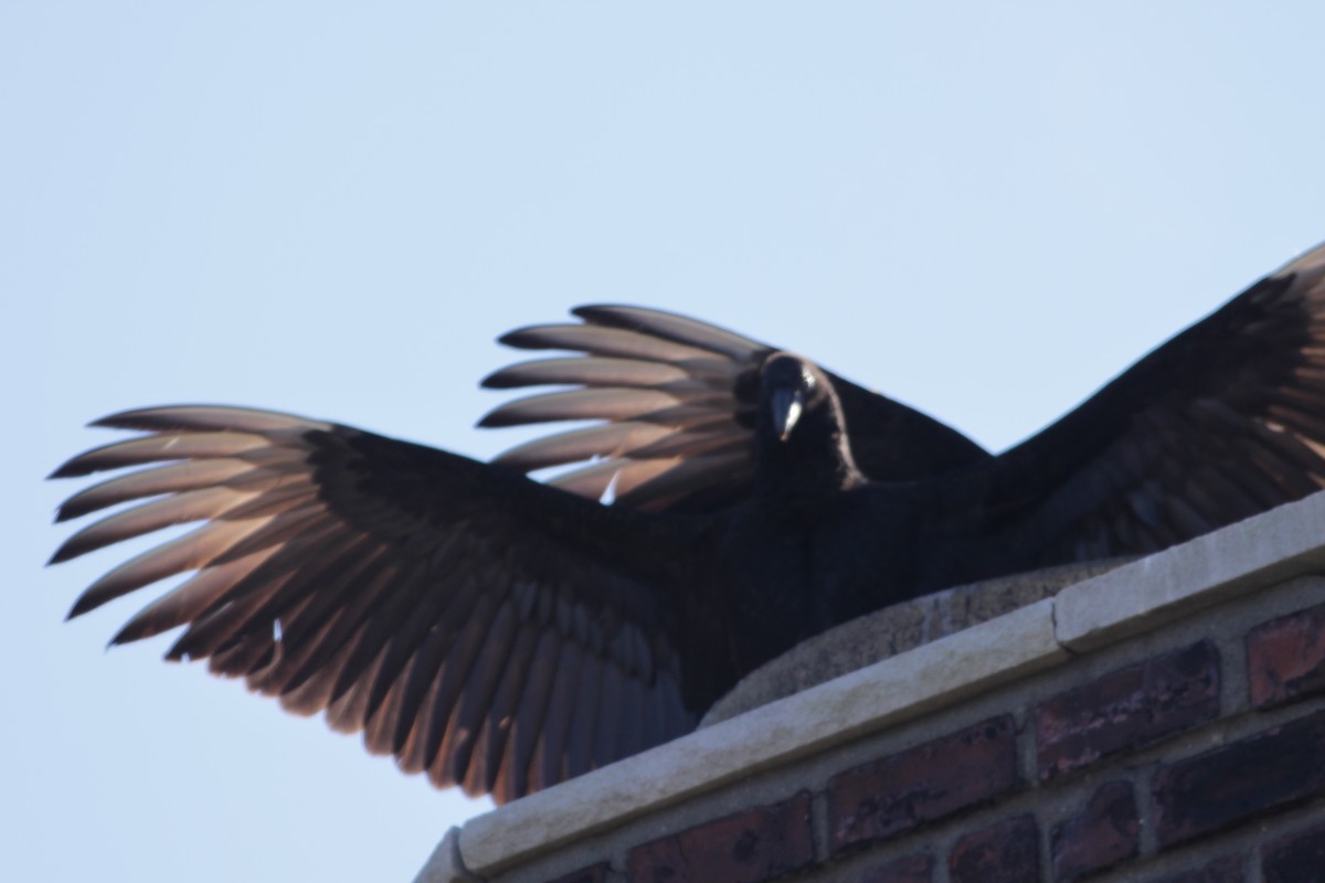 Black Vulture - ML397469851