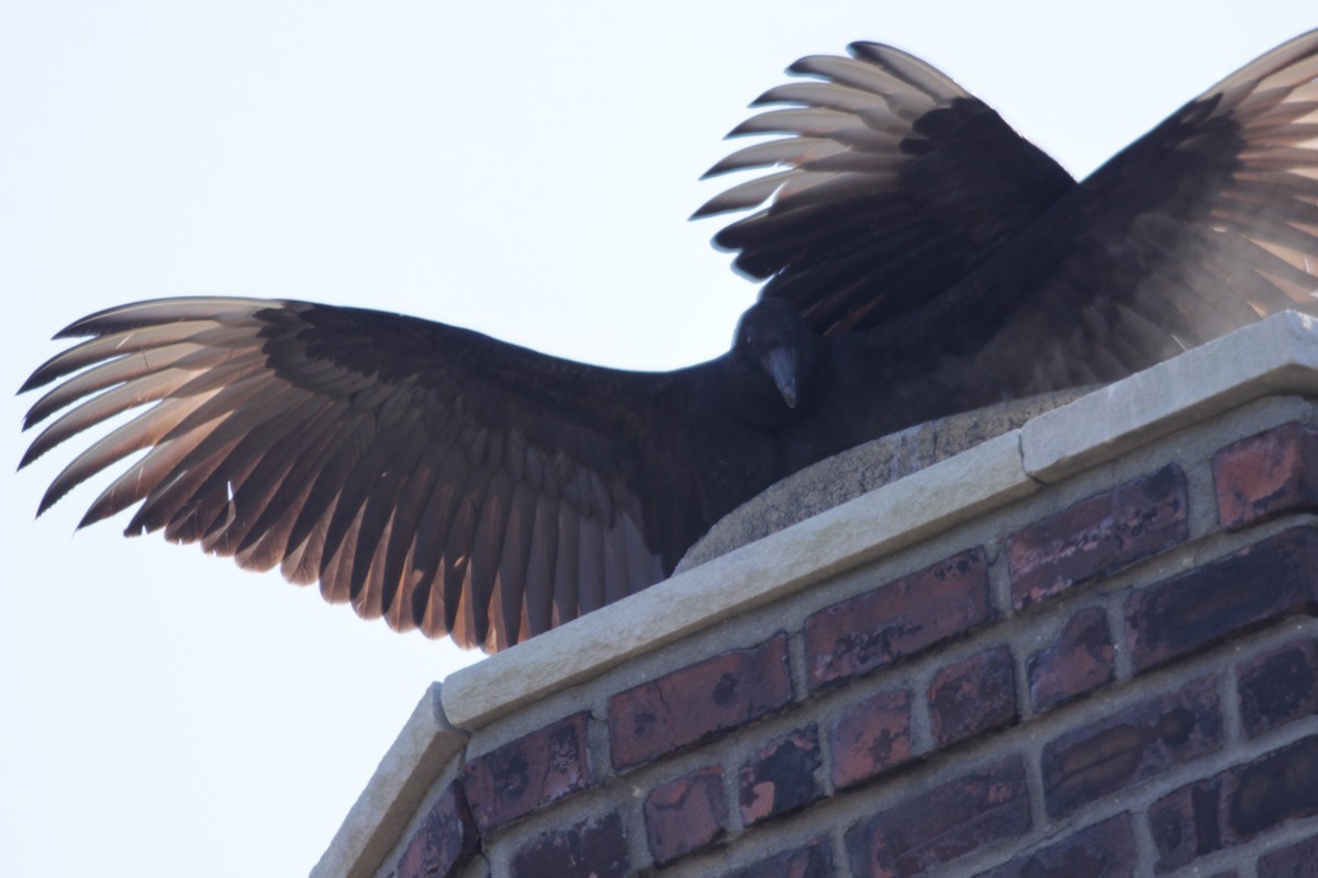 Black Vulture - ML397469861