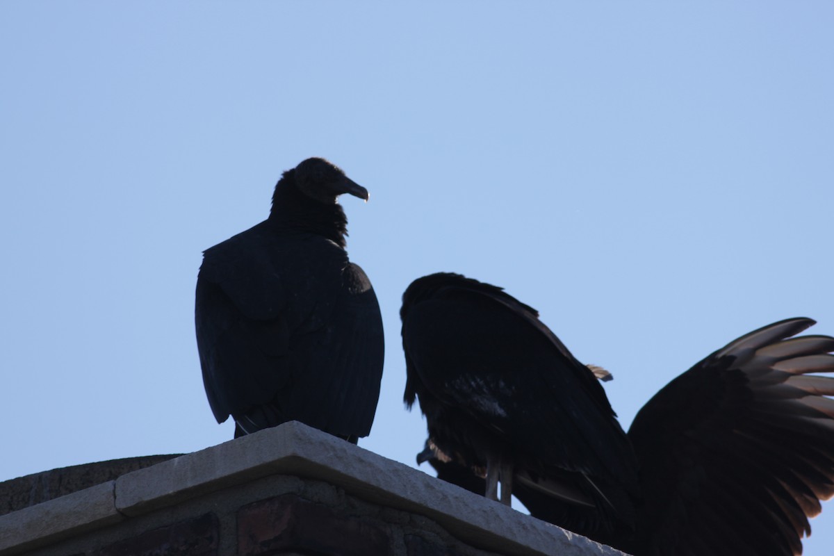 Black Vulture - ML397469881