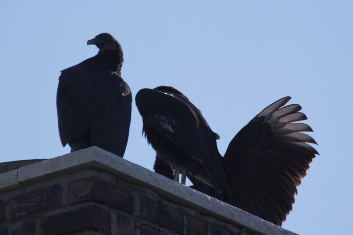 Black Vulture - ML397469911