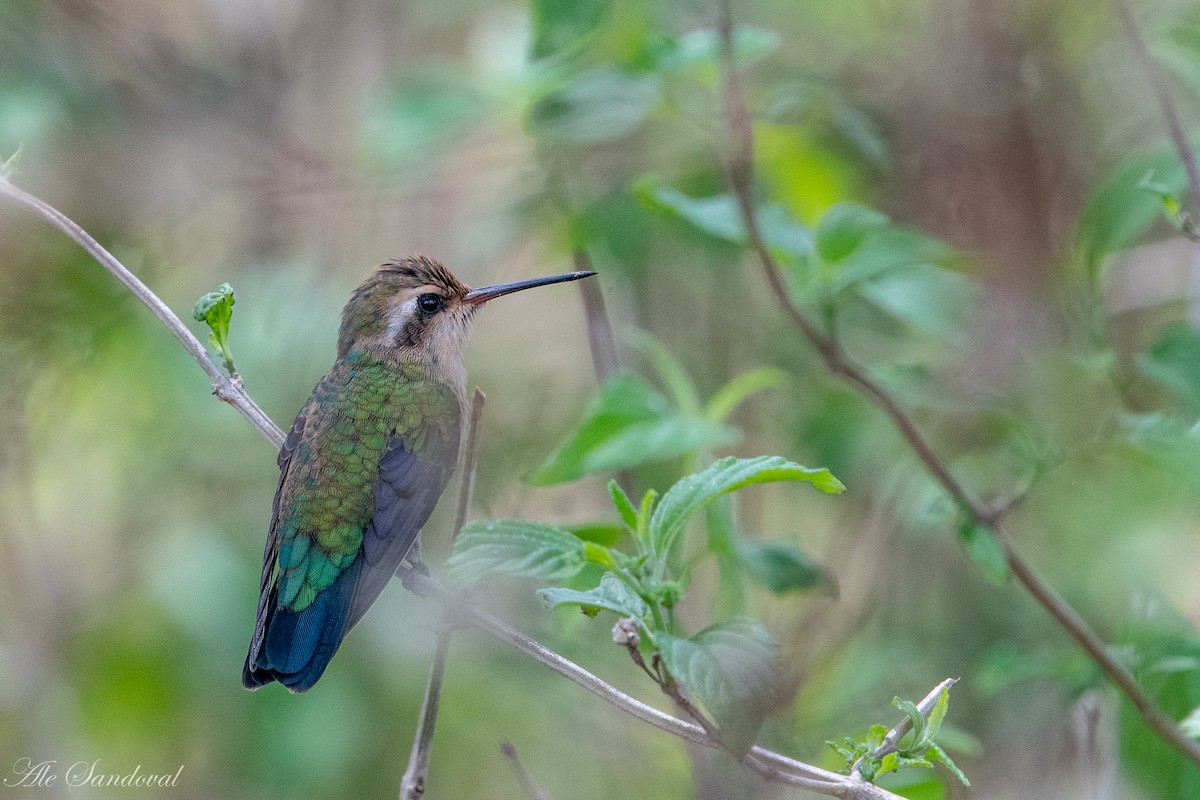 Glittering-bellied Emerald - ML397470661