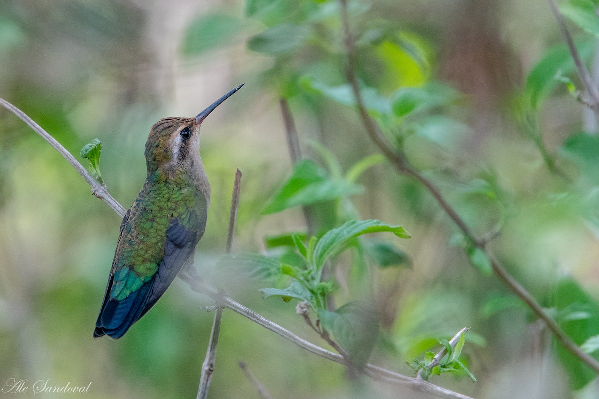 Glittering-bellied Emerald - ML397470691