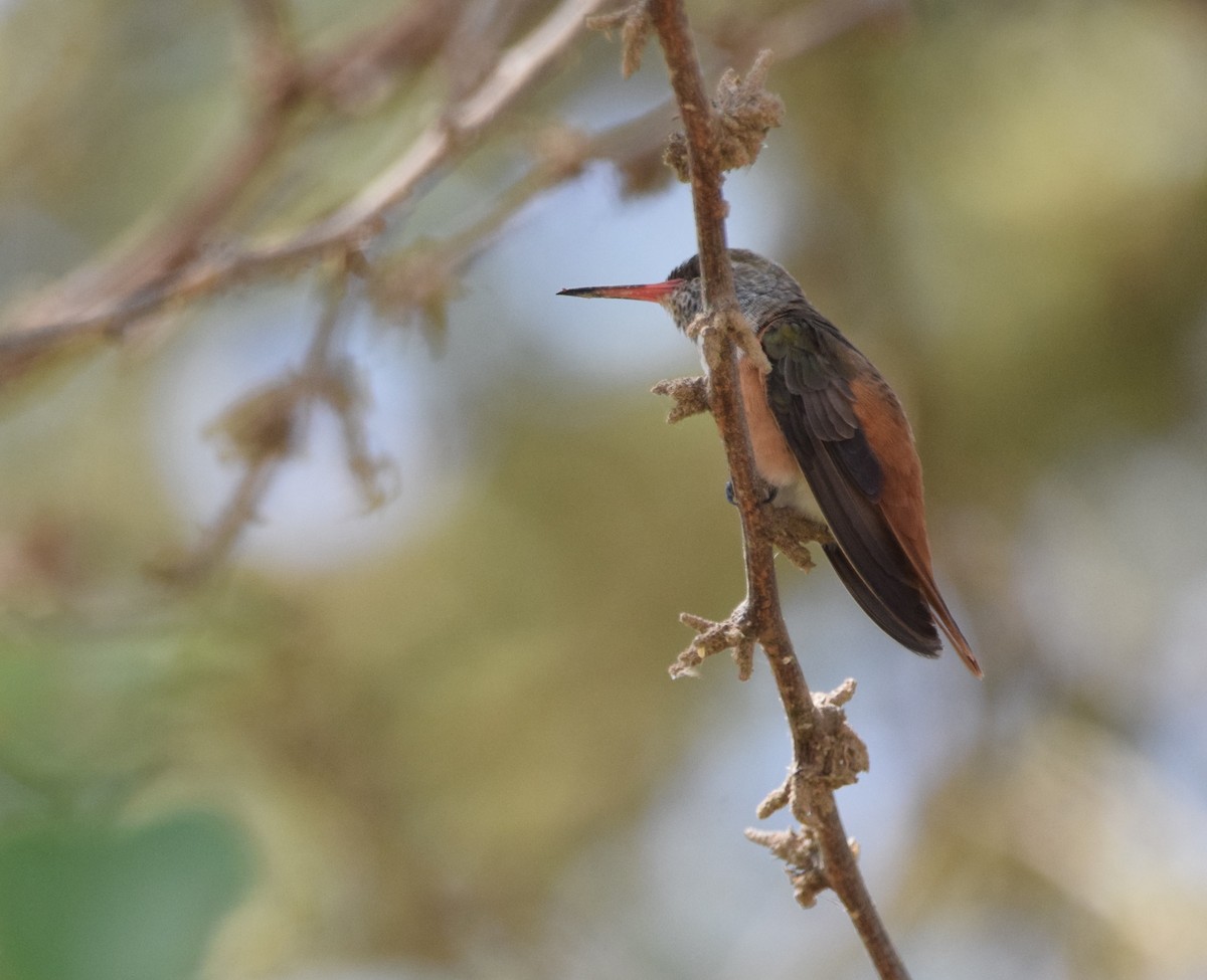 Amazilia Hummingbird - ML397470821