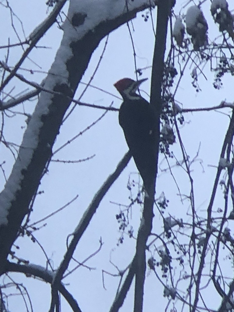 Pileated Woodpecker - Sam Darmstadt