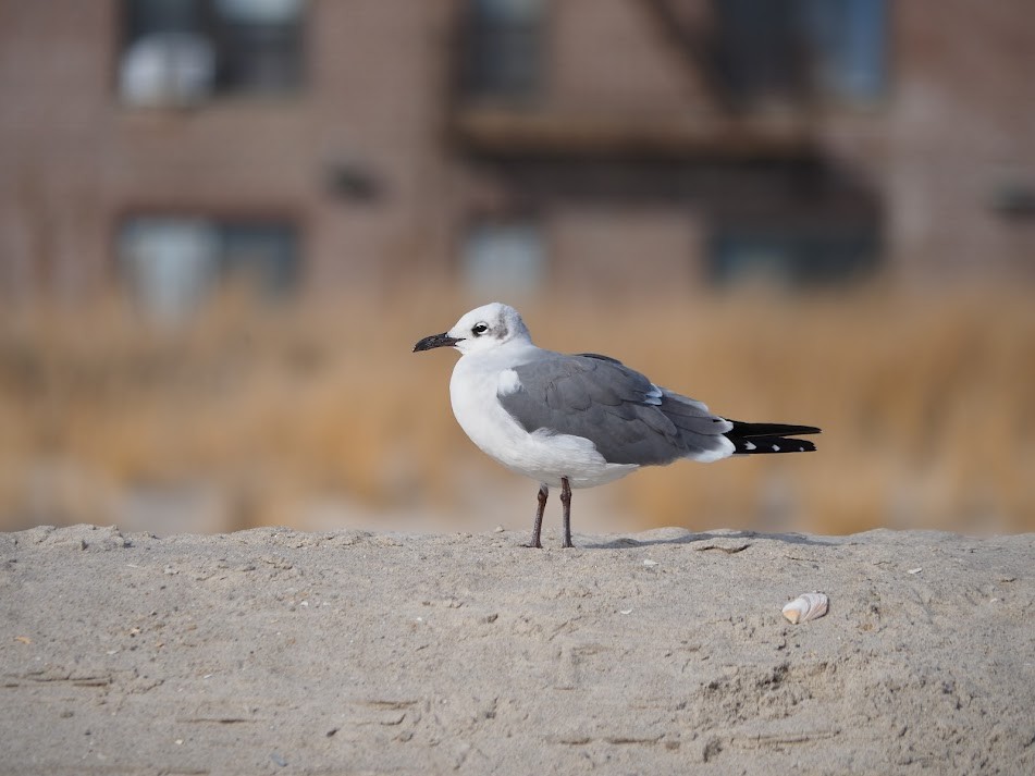 Laughing Gull - ML397472121