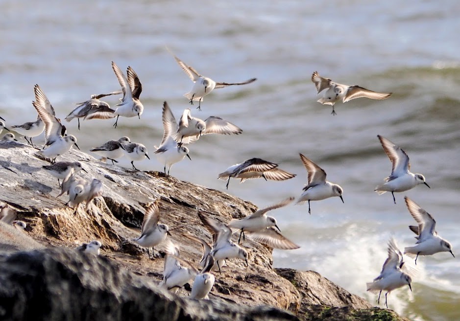 Sanderling - ML397472261