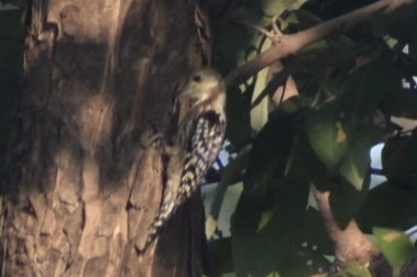 Yellow-crowned Woodpecker - ML397473241