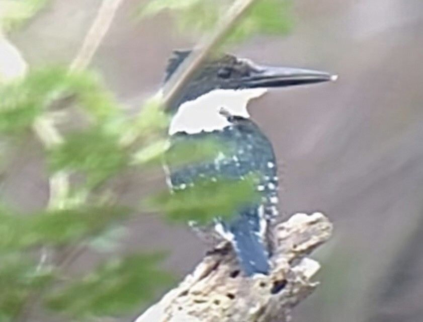 Green Kingfisher - ML397474861