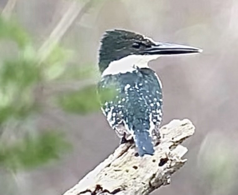 Green Kingfisher - ML397474871