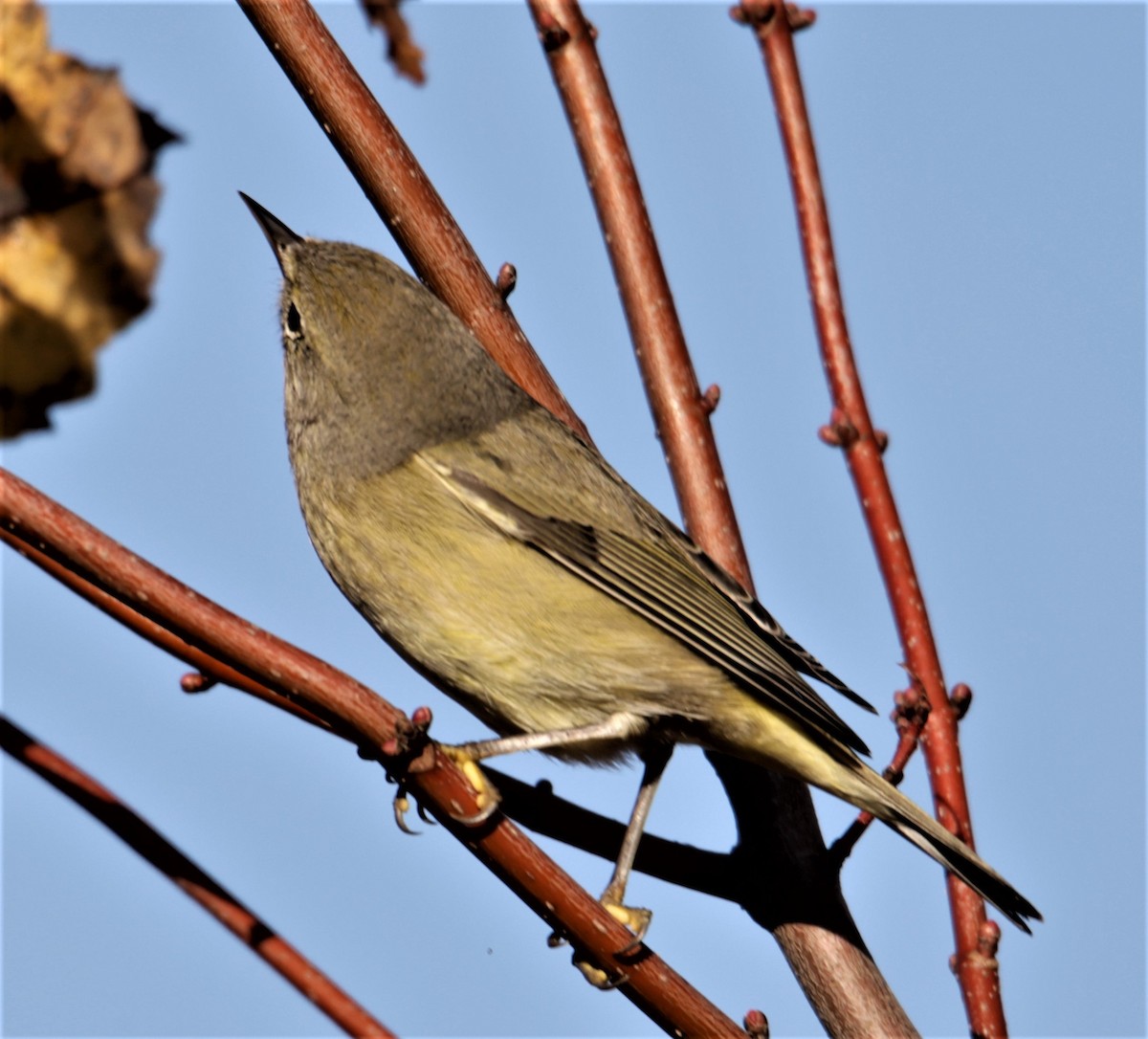 Orange-crowned Warbler (celata) - ML397475091