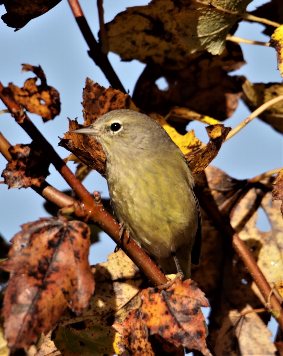 Orange-crowned Warbler (celata) - ML397475101