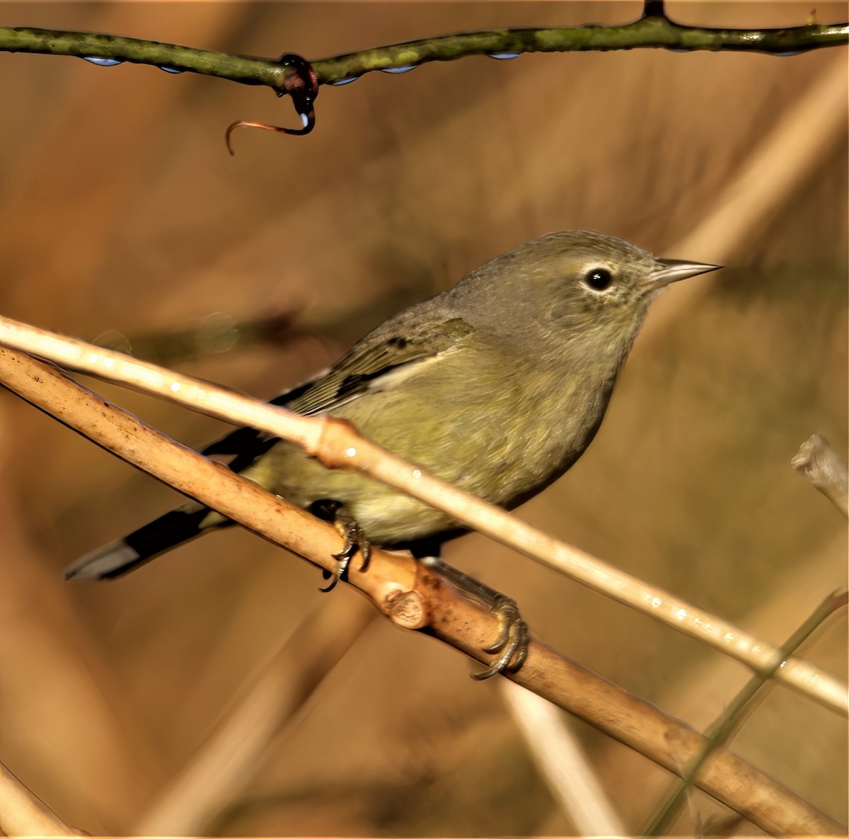 Orange-crowned Warbler (celata) - ML397475131