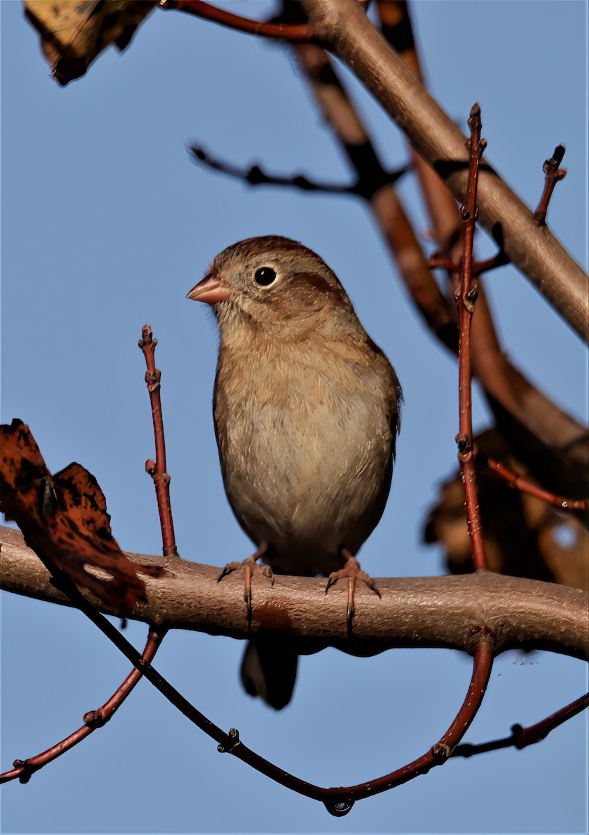 Field Sparrow - ML397475161